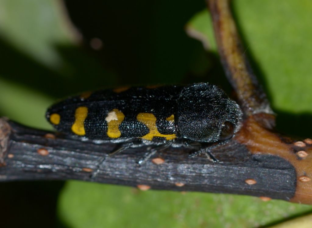 Buprestidae forse Ptosima ?  S,  Ptosima undecimmaculata